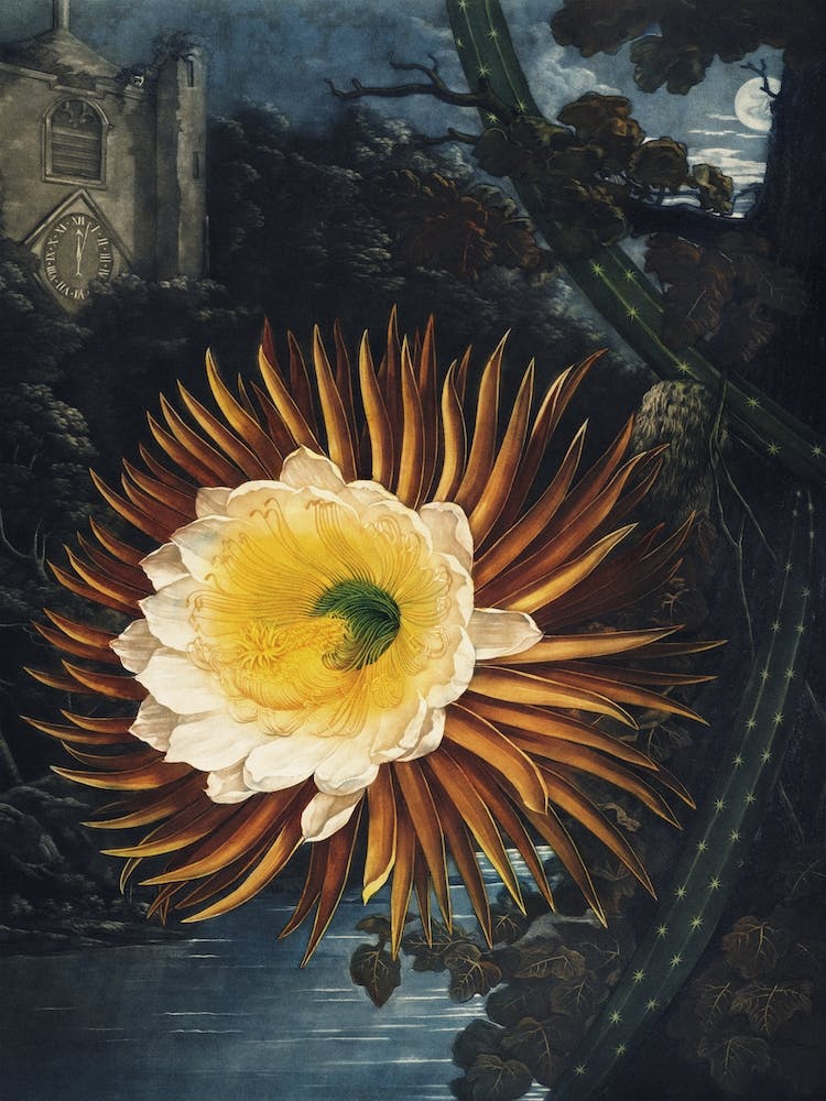 Vintage Thornton 2 Blowing Cereus