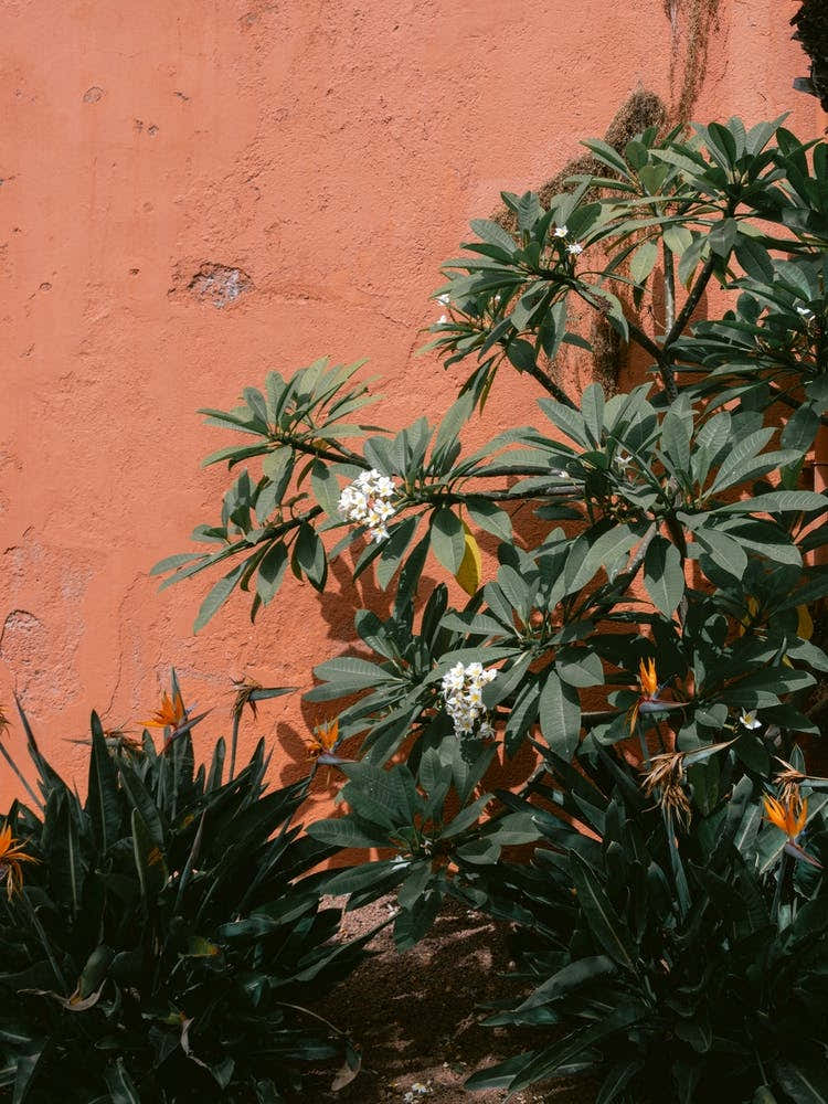 Flowers, Tenerife, Canary Islands