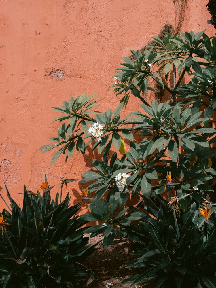 Flowers, Tenerife, Canary Islands