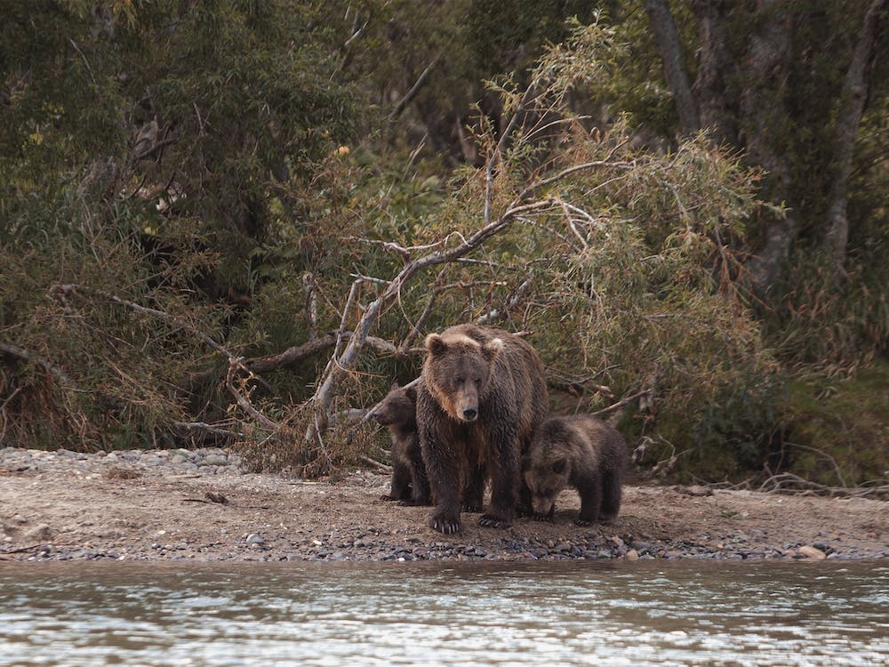Bear On Creekside