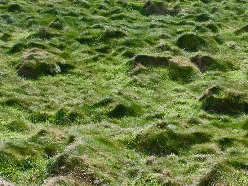 Oceanside Field