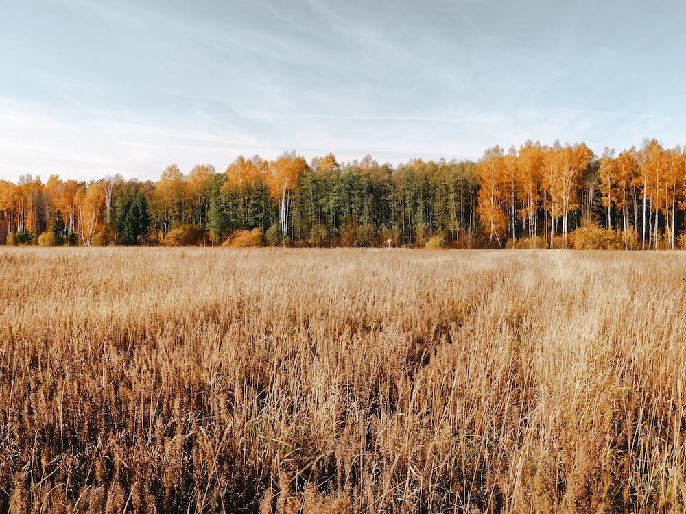 Warm Forest Field