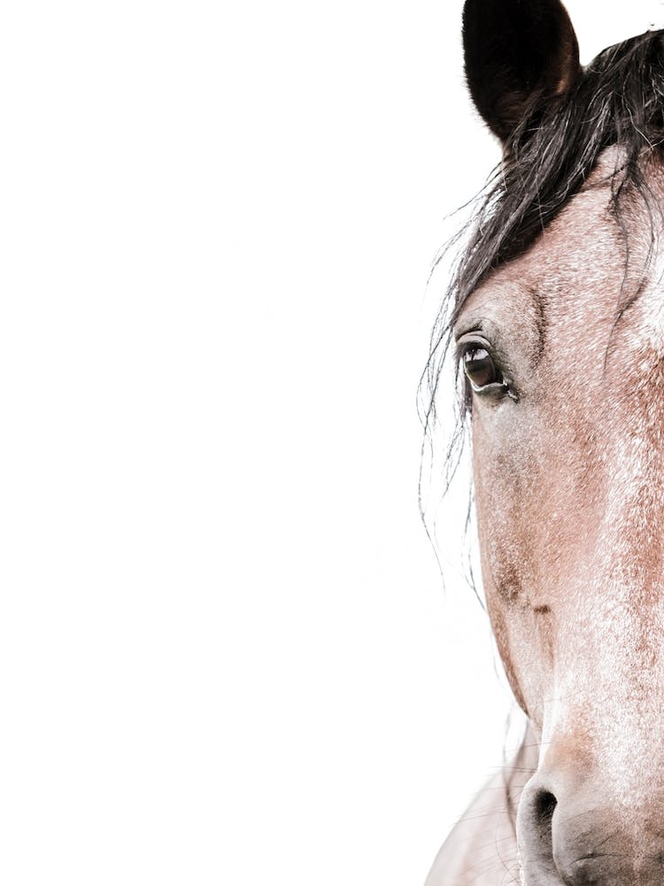Horse Portrait