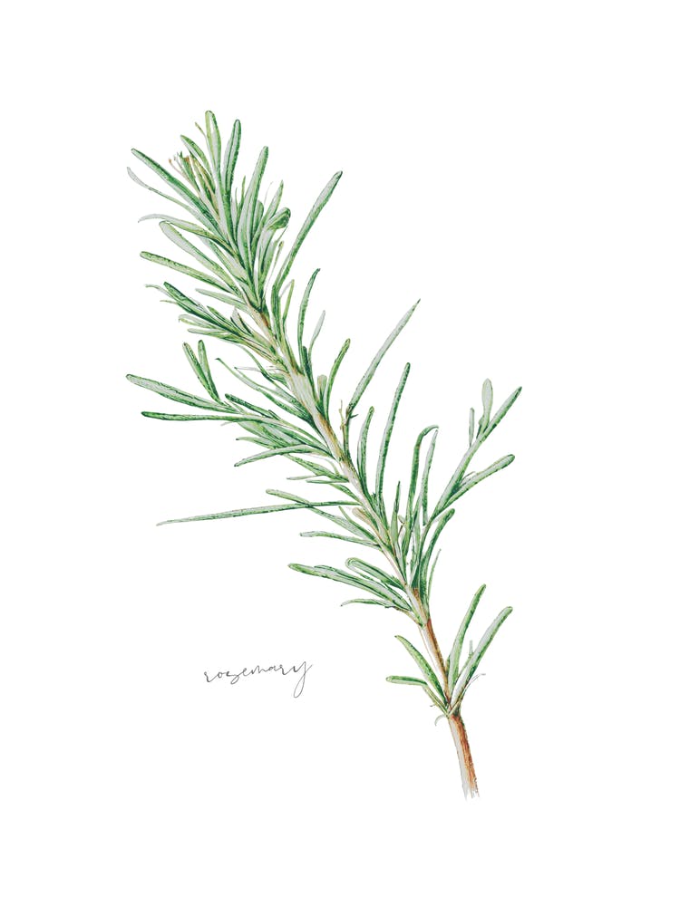 Rosemary Herb Sprig - Botanical Wall Print Set | Floral Collection