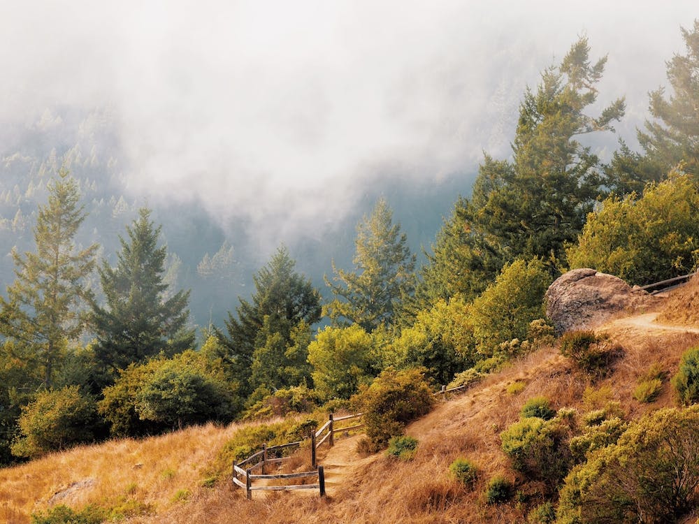 Foggy Forest Scenery