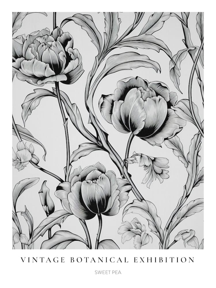 Sweet Pea 2 B&W Vintage Botanical Poster
