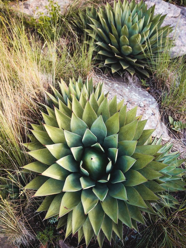 Cactus Spiral