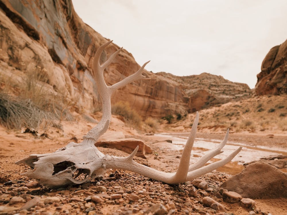 Mule Deer Skull