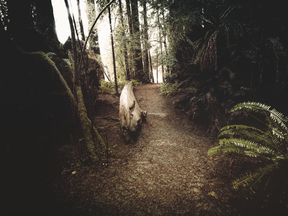 California Redwoods - Mountain Forest Hike