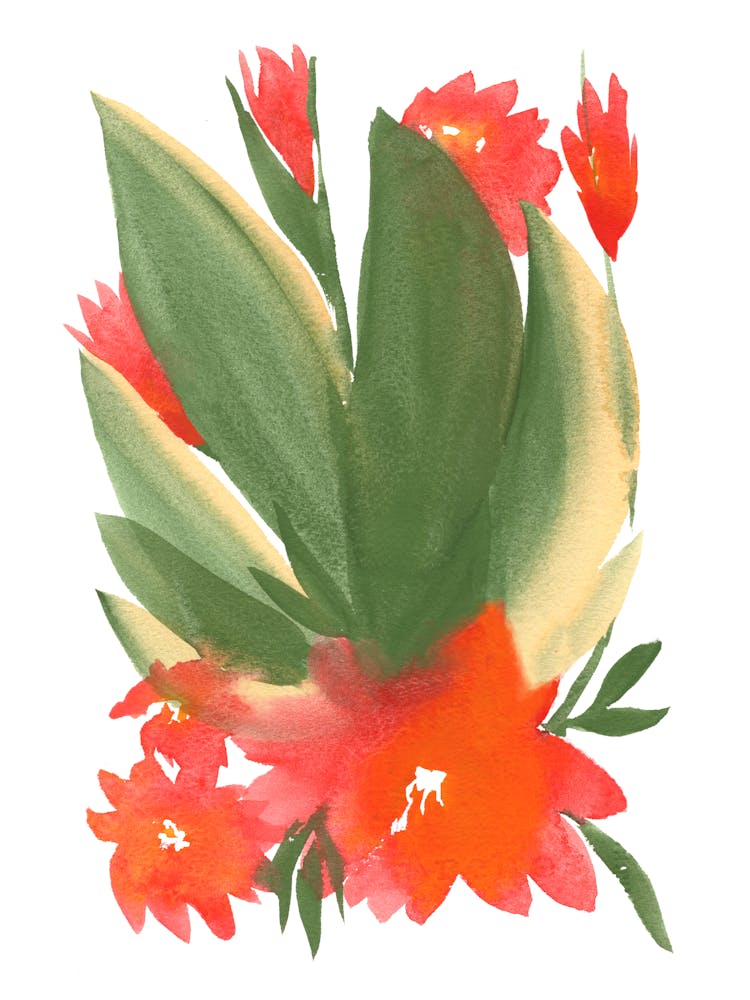 Not An Orchid
