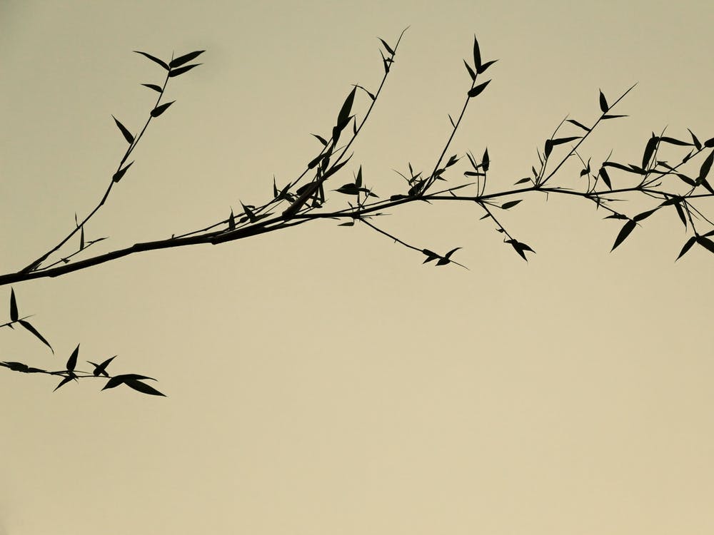 Shadow Of Tree In Sepia Color As Japanese Painting Lookalike