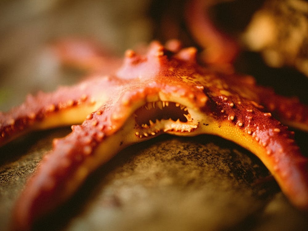 Scary Starfish