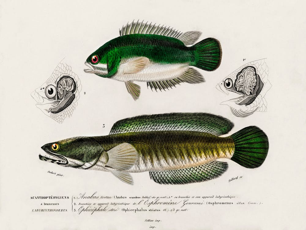 Different Types Of Fishes, Charles Dessalines D'Orbigny 11