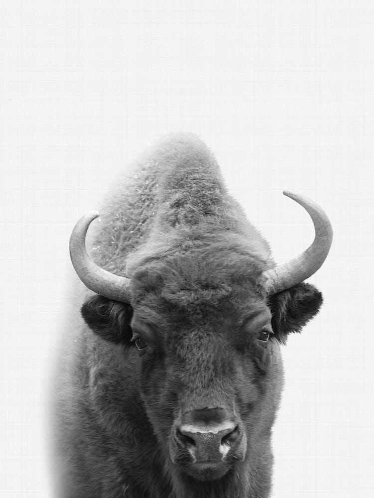 Bison Portrait