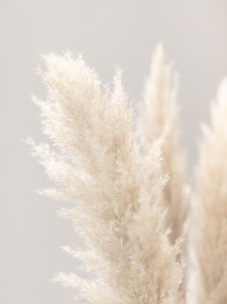 Pissenlit Blanc_2064617