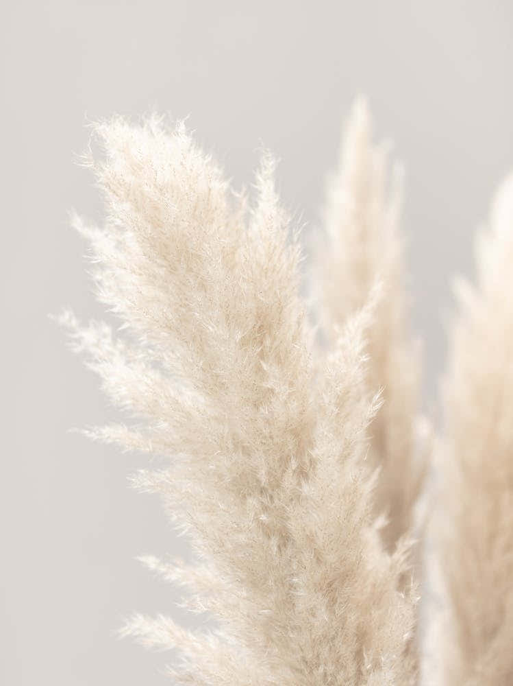 White Dandelion_2064617