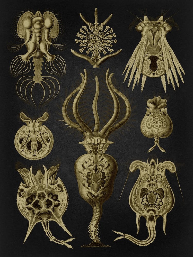 Vintage Haeckel 19 Tafel 32 Rädertiere