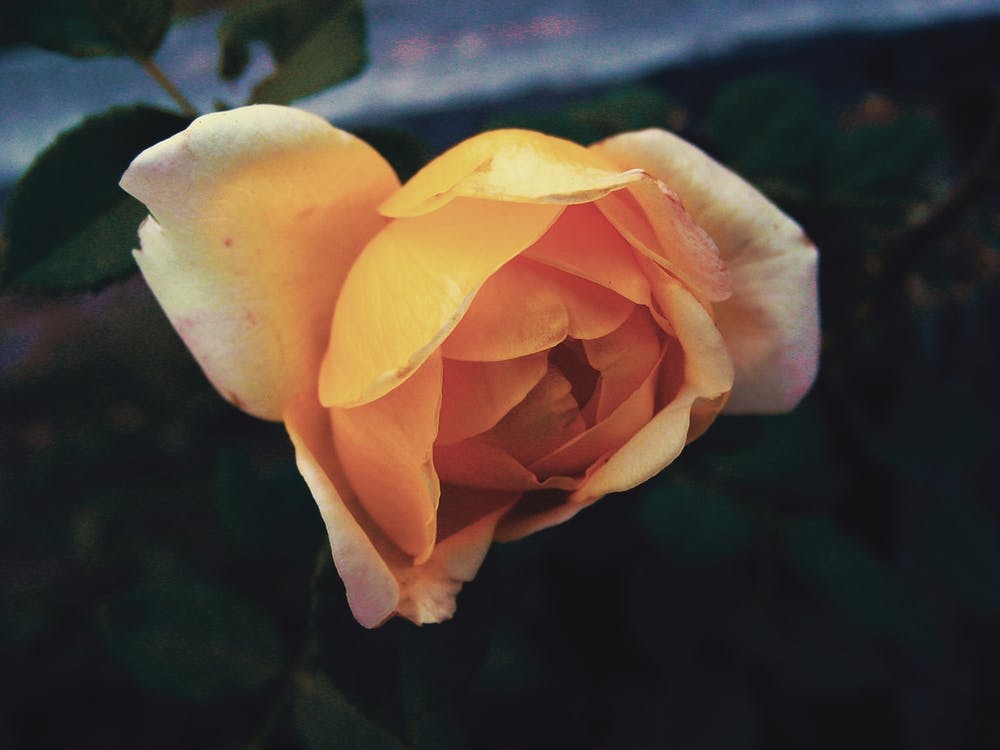 Yellow Rose