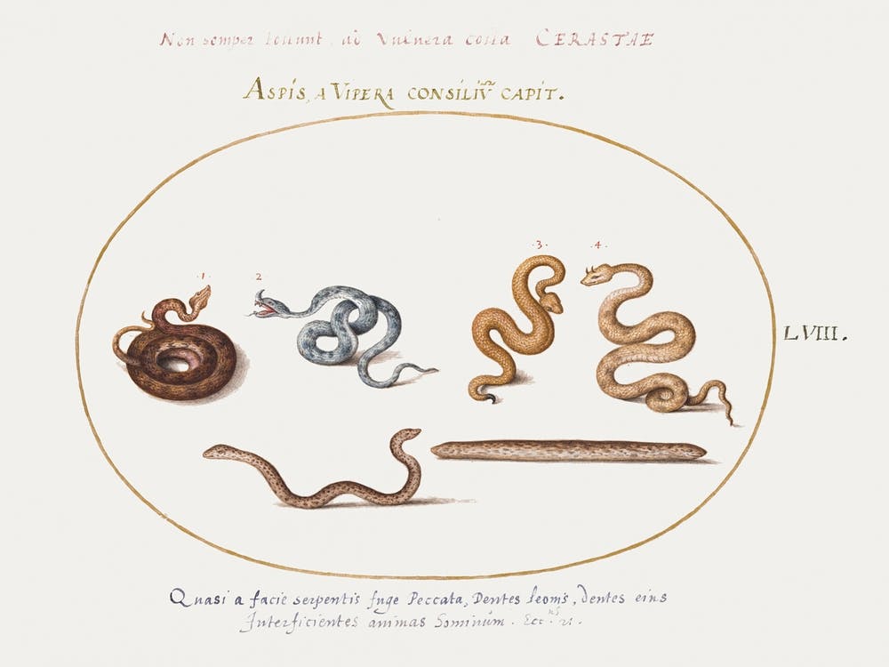 Asps And Vipers (1575–1580), Joris Hoefnagel