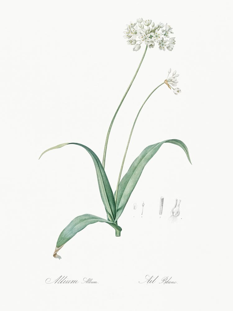 Illustration d'ail de printemps From Les Liliacées (1805), Pierre Joseph Redoute
