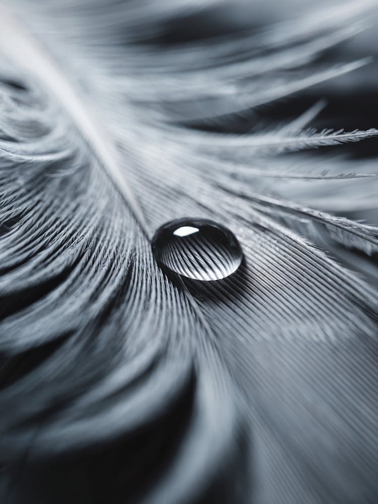 Gentle Balance
A serene macro shot of a water droplet resting on a feather, capturing delicate texture and tranquility.
Ideal for a bedroom or meditation space, adding a calming and refined touch.