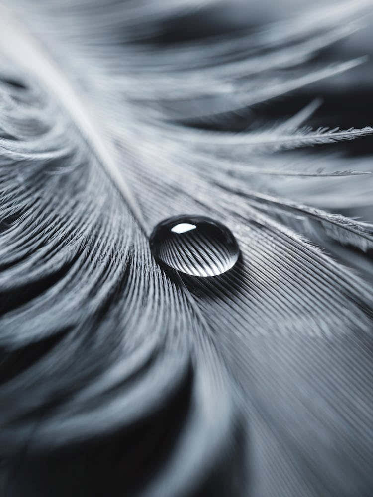 Gentle Balance
A serene macro shot of a water droplet resting on a feather, capturing delicate texture and tranquility.
Ideal for a bedroom or meditation space, adding a calming and refined touch.