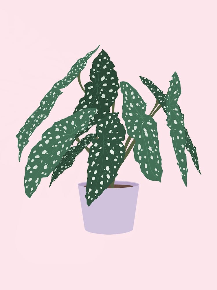 Begonia Houseplant
