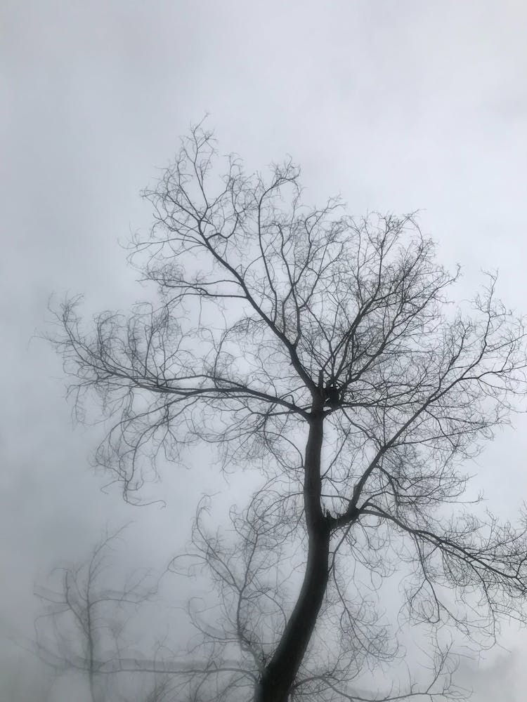 Bare Tree 1