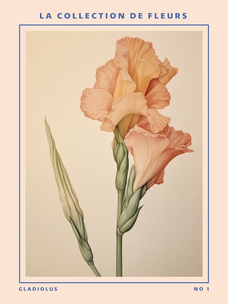 Gladiolus French Flower Botanical Poster