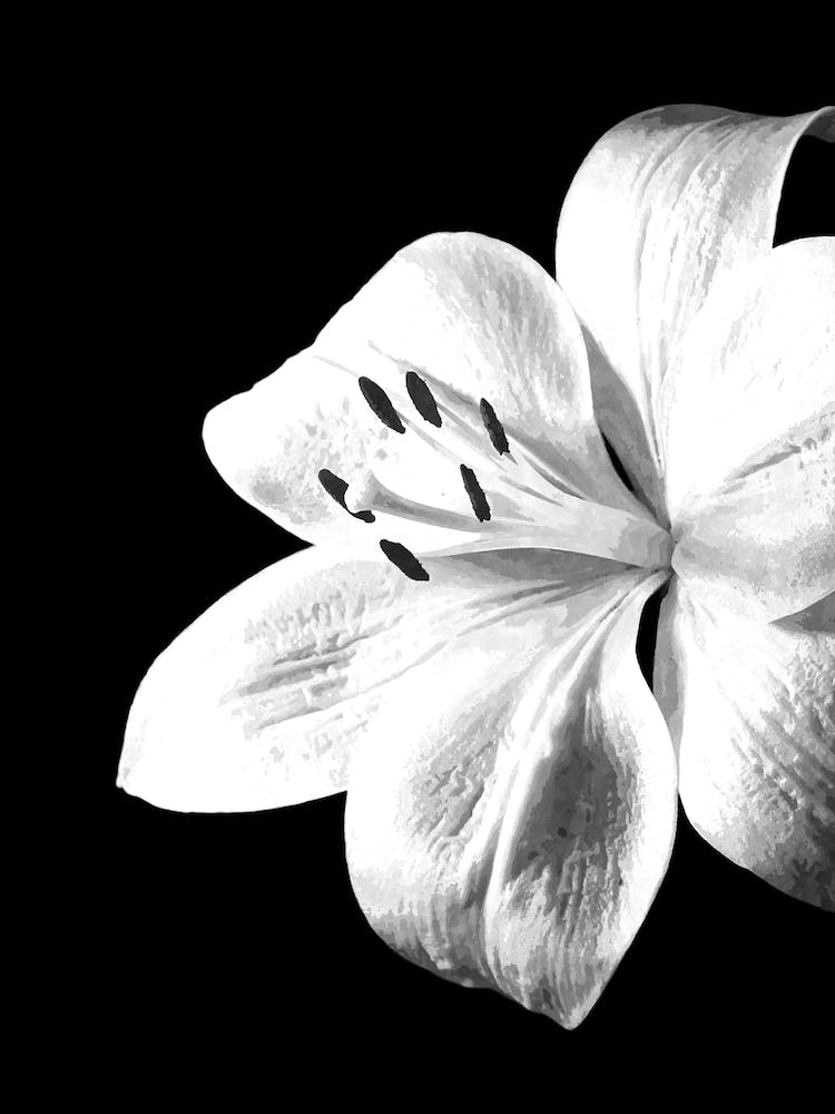 Black and White Lily Flower