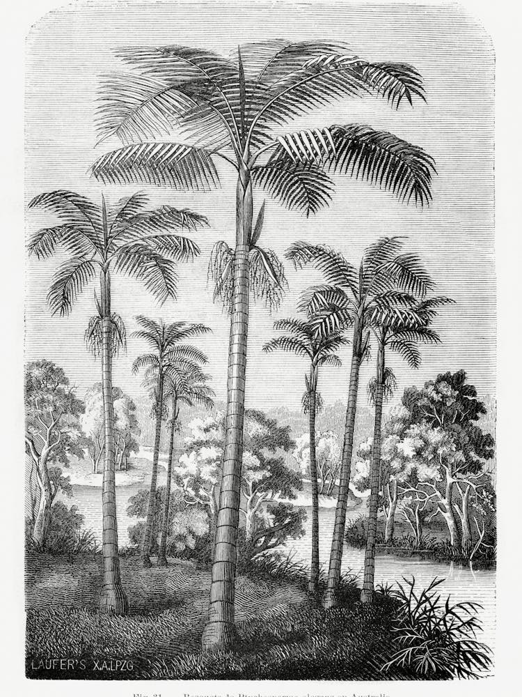 Vintage Palm Tree _2643184