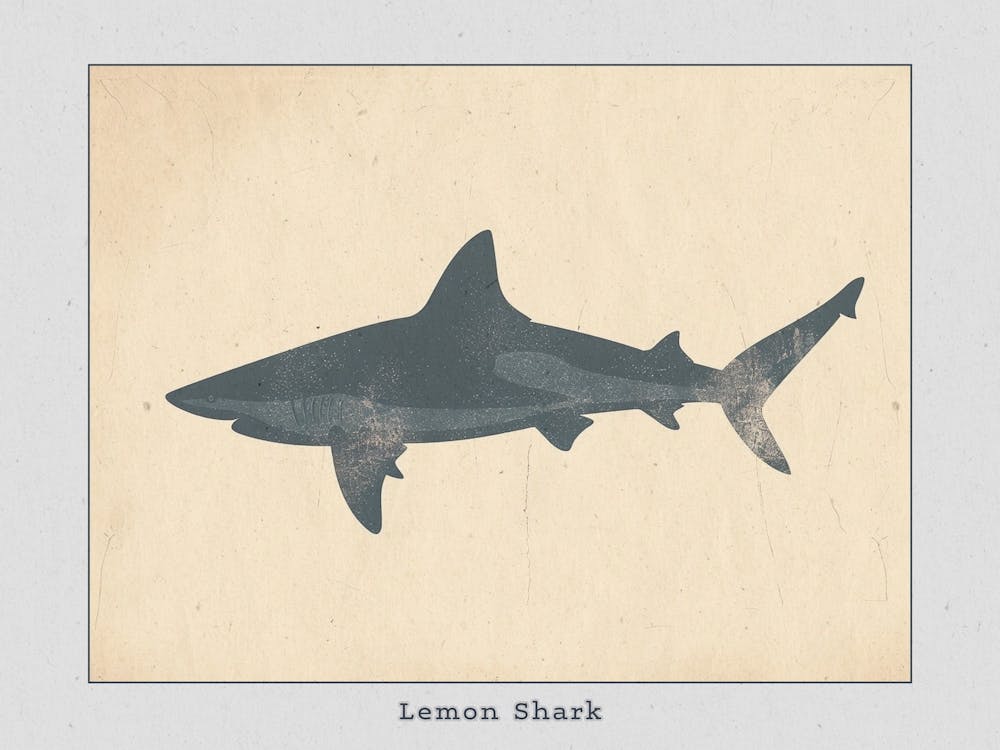 Lemon Shark Silhouette 2 Poster