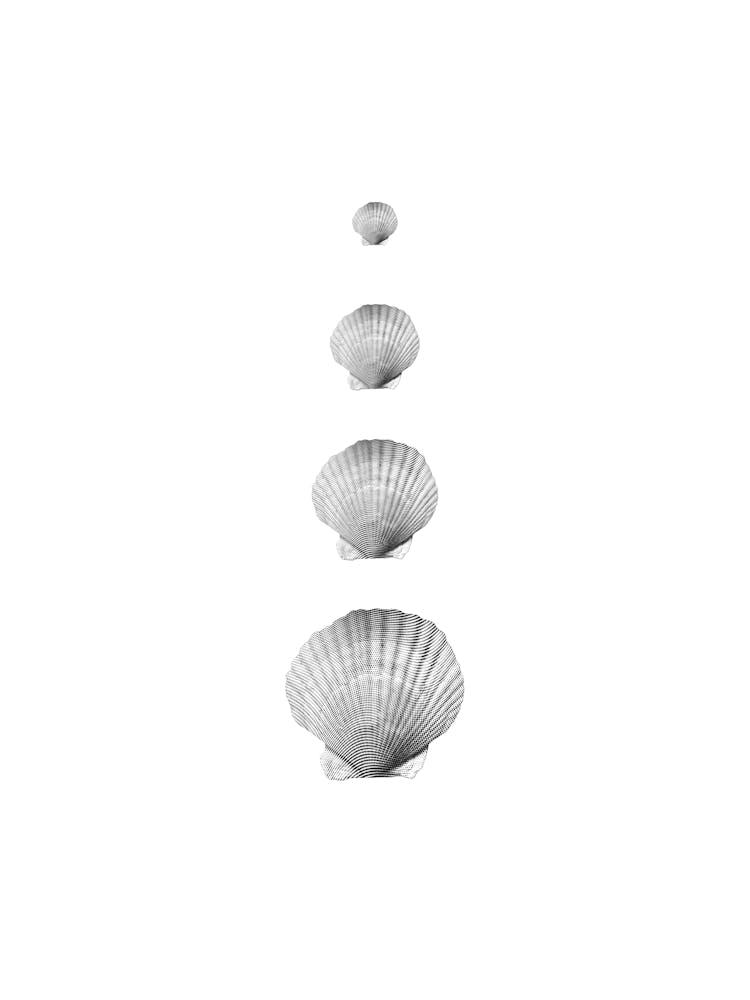 Seashell Collage II