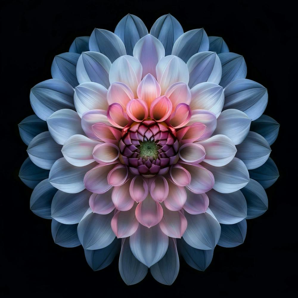 Macro Fleur sur Noir 8