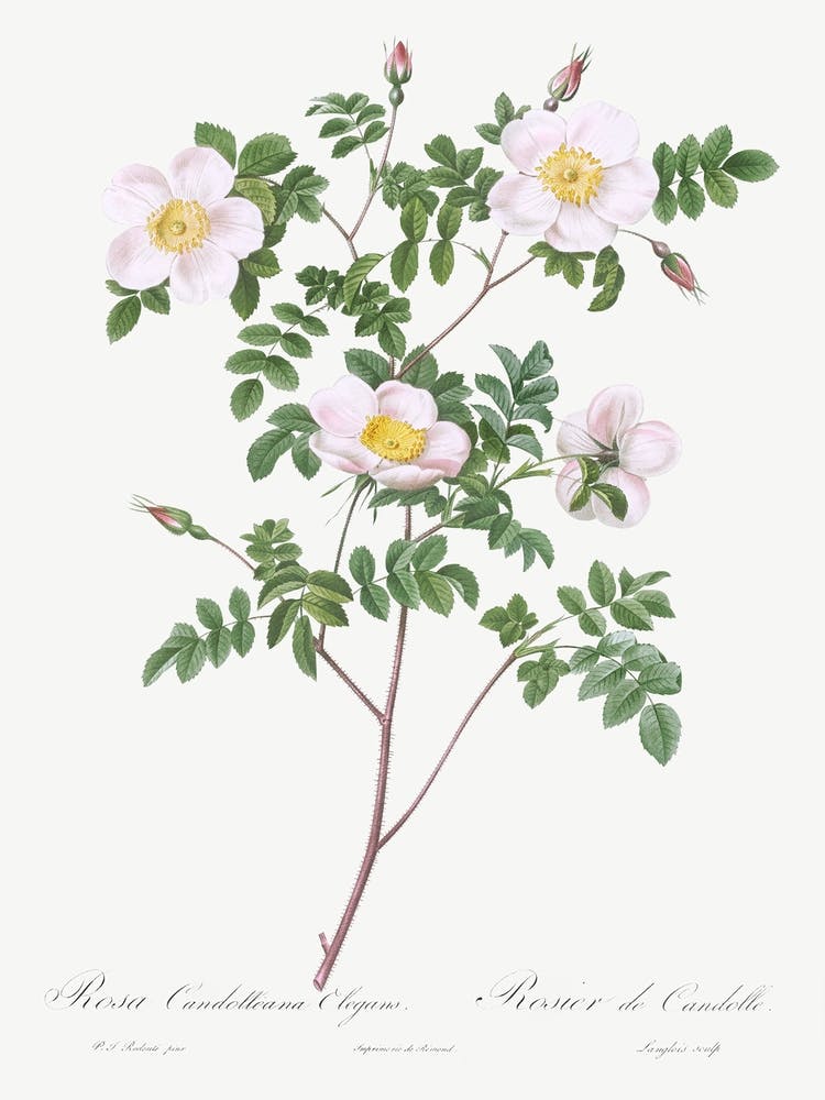 De Candolle S White Rose, Pierre Joseph Redoute
