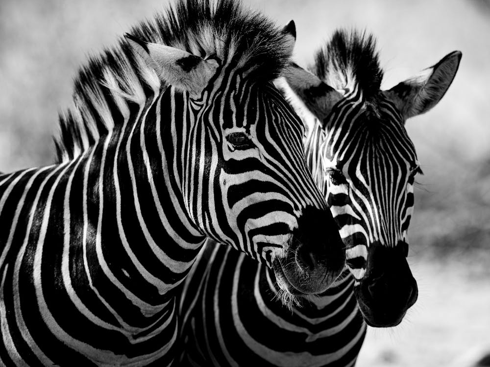 Zebras