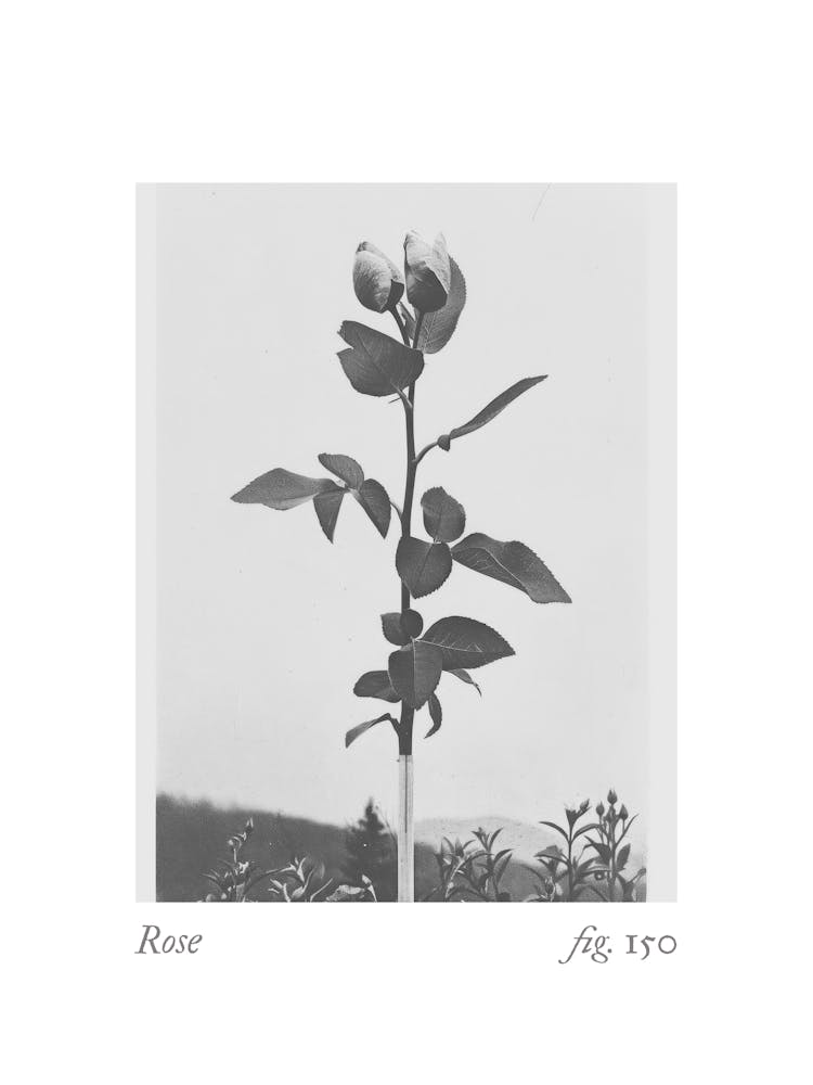 Rose Botanical Collage 4