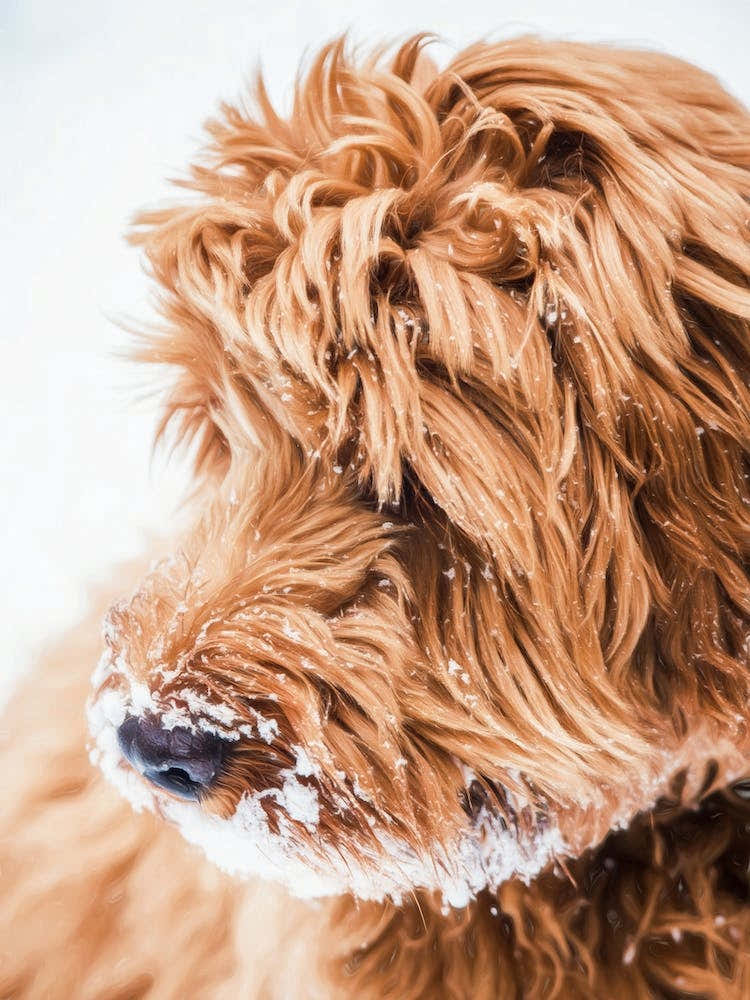 Puppy Enjoying Winter Snow