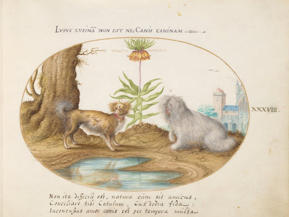 Animalia Qvadrvpedia et Reptilia (c. 1575-1580), Joris Hoefnagel (9)