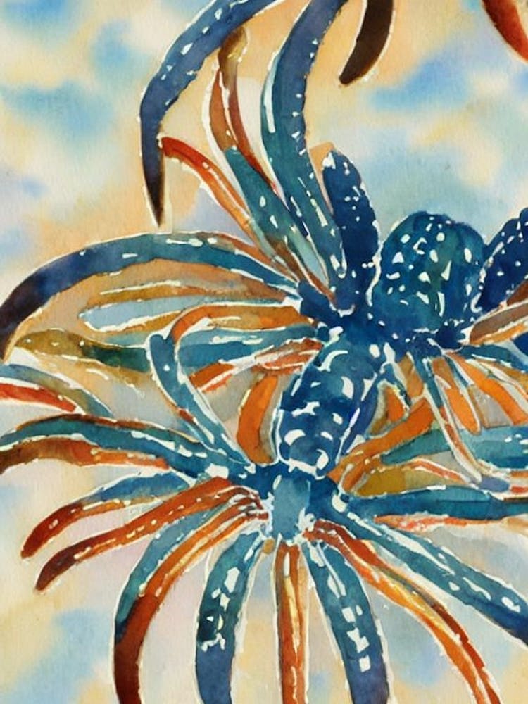 Sea Spider Vintage Graphic Watercolour