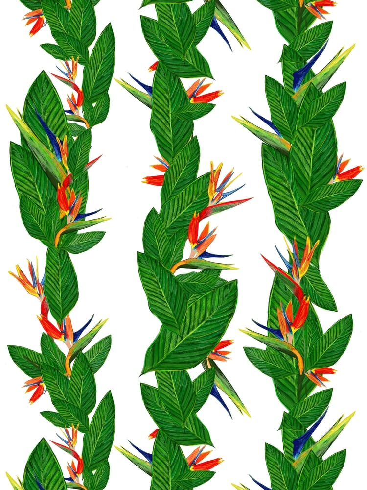 Bird Of Paradise