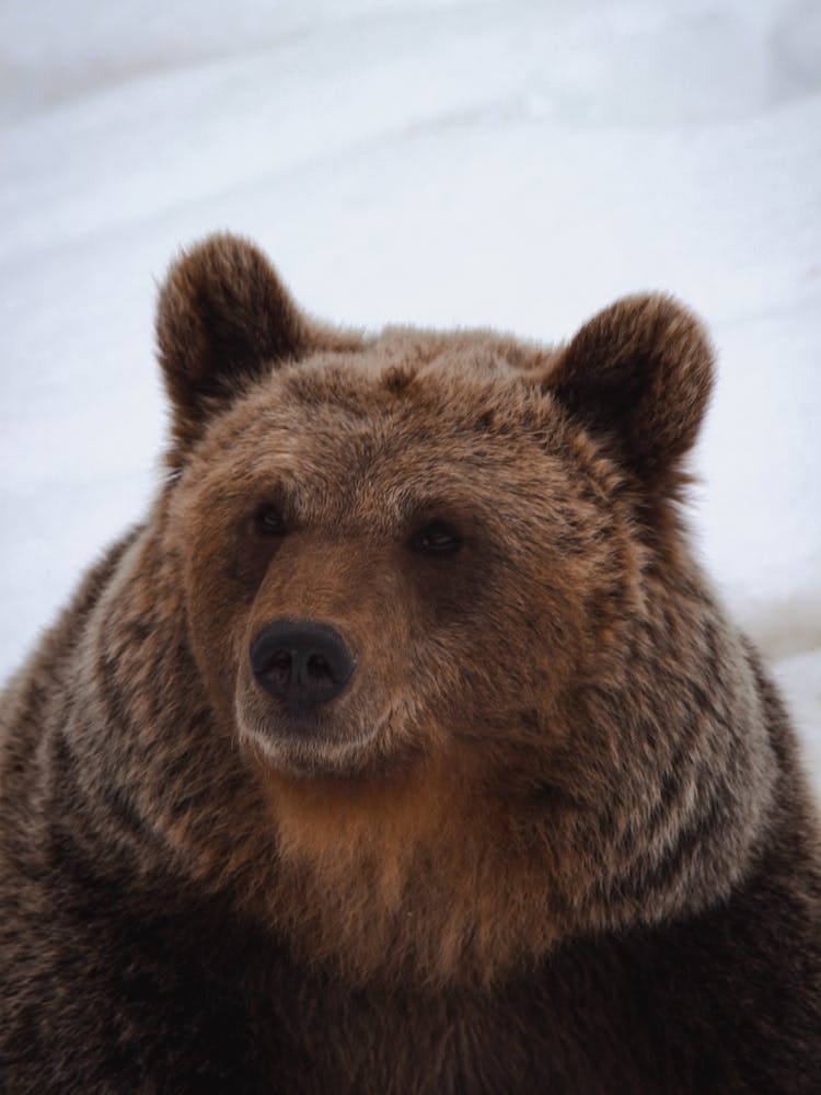 Grizzly Bear Snow