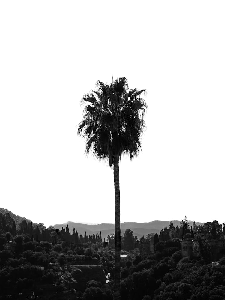 Palm Tree, Granada, Spain