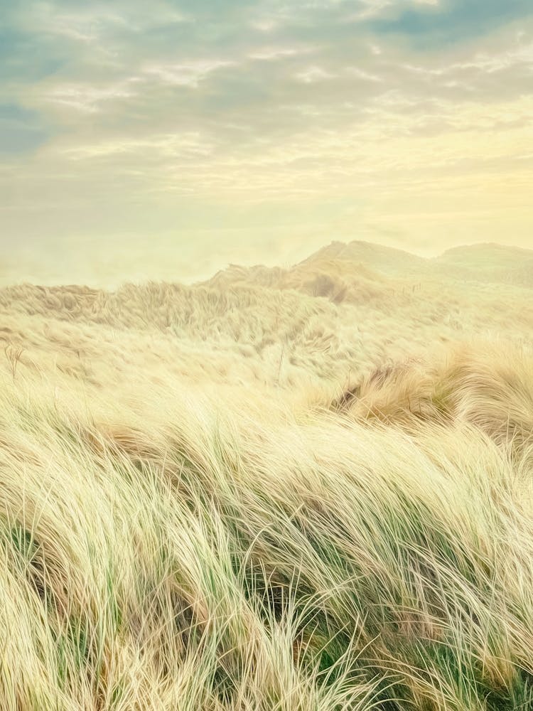 Sand Dune Grass Landscape
