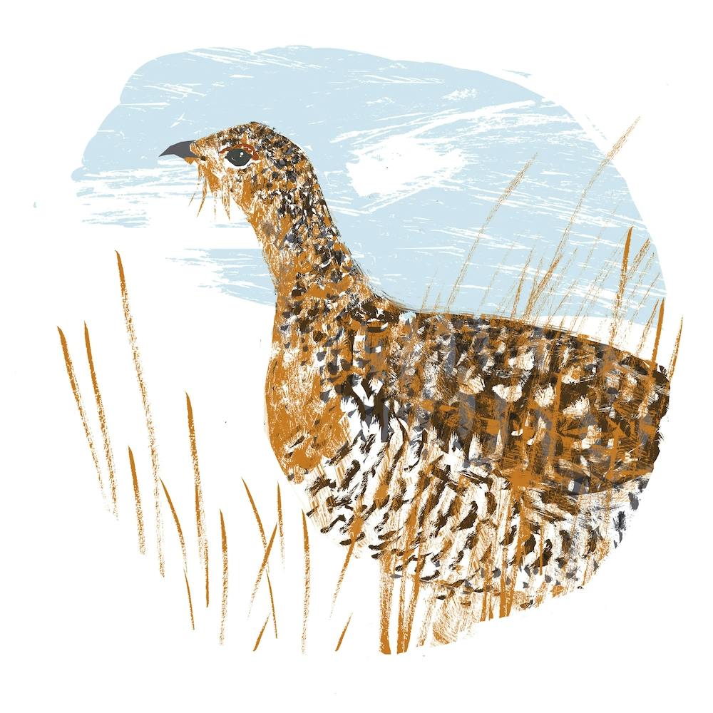 Capercaillie Hen Square