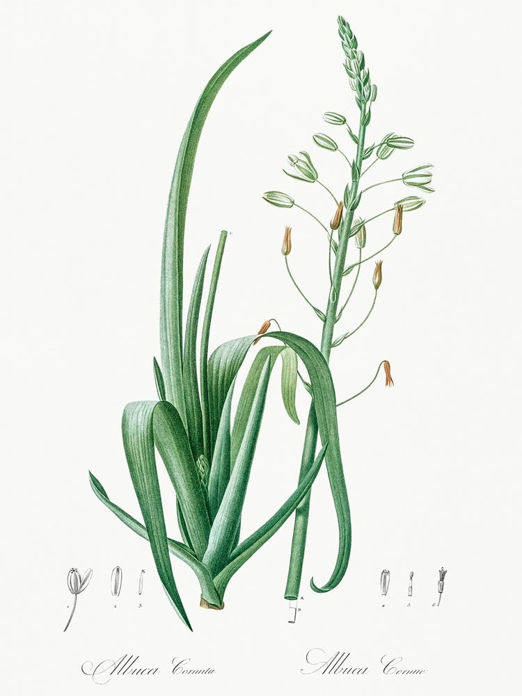 Albuca Cornuta, Pierre Joseph Redoute