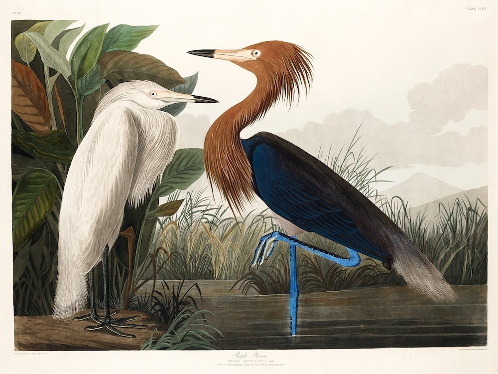 Héron Pourpré, Birds Of America John James Audubon