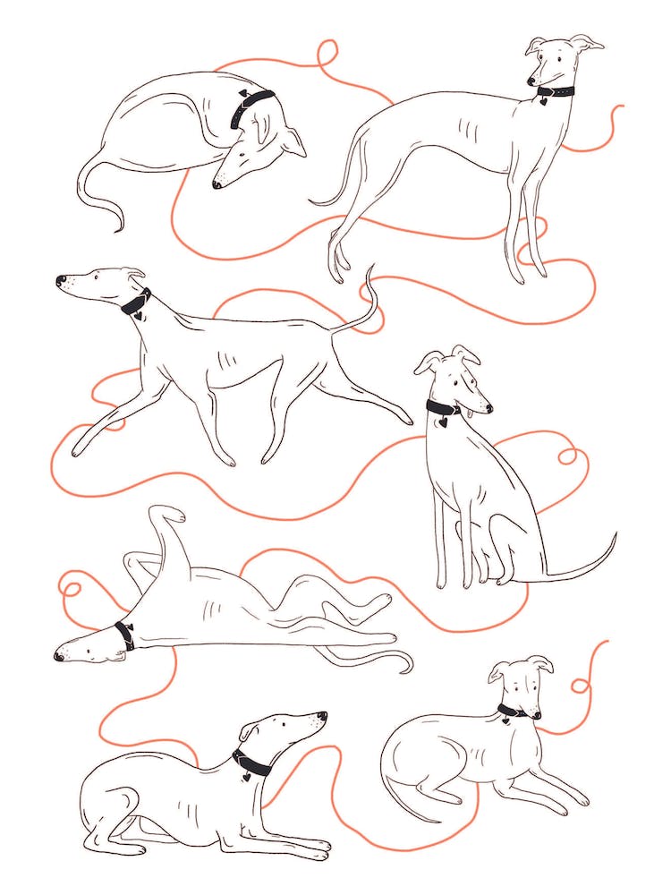 Connected Hounds