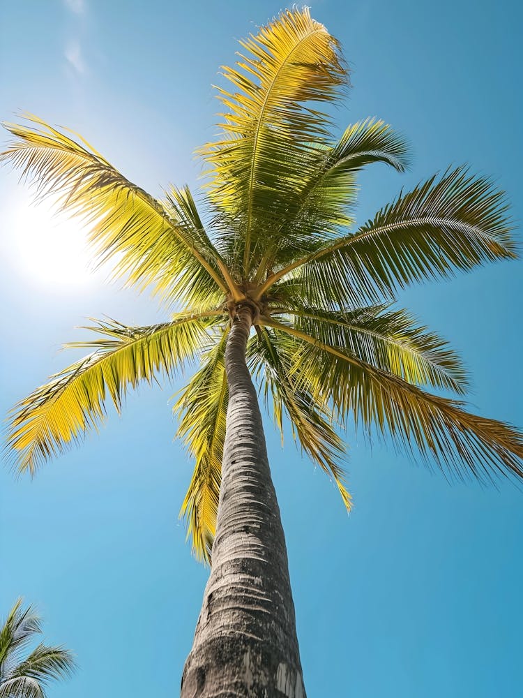 Palm Tree In The Sun