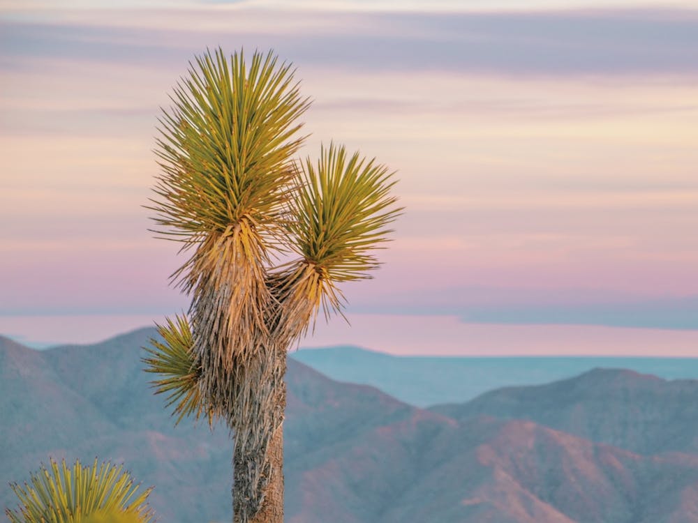 Yucca Tree Sunset